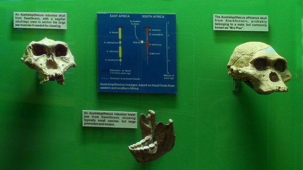 Humankind’s African antecedents